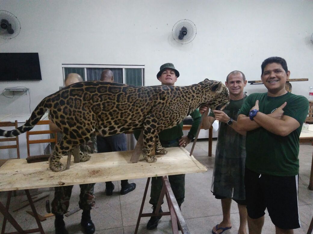 Curso de taxidermia