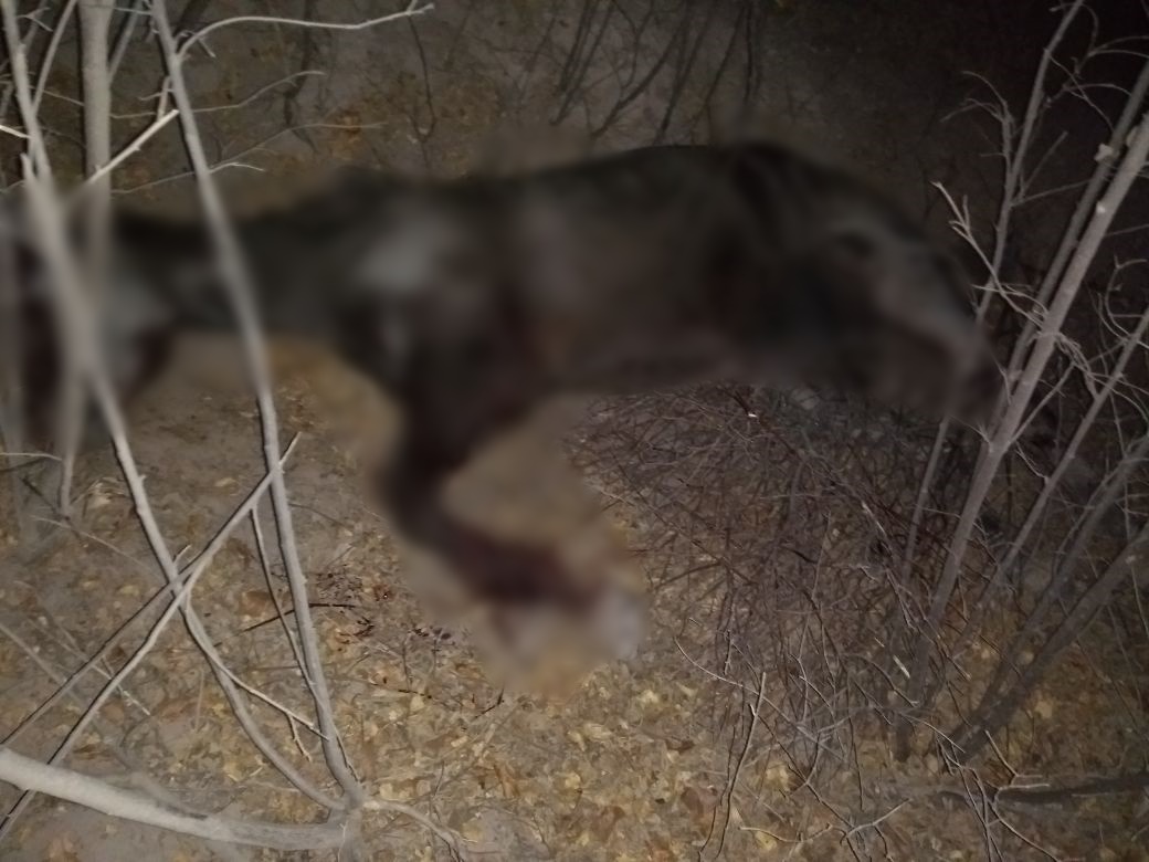 Cavalo que era transportado no caminhão morreu