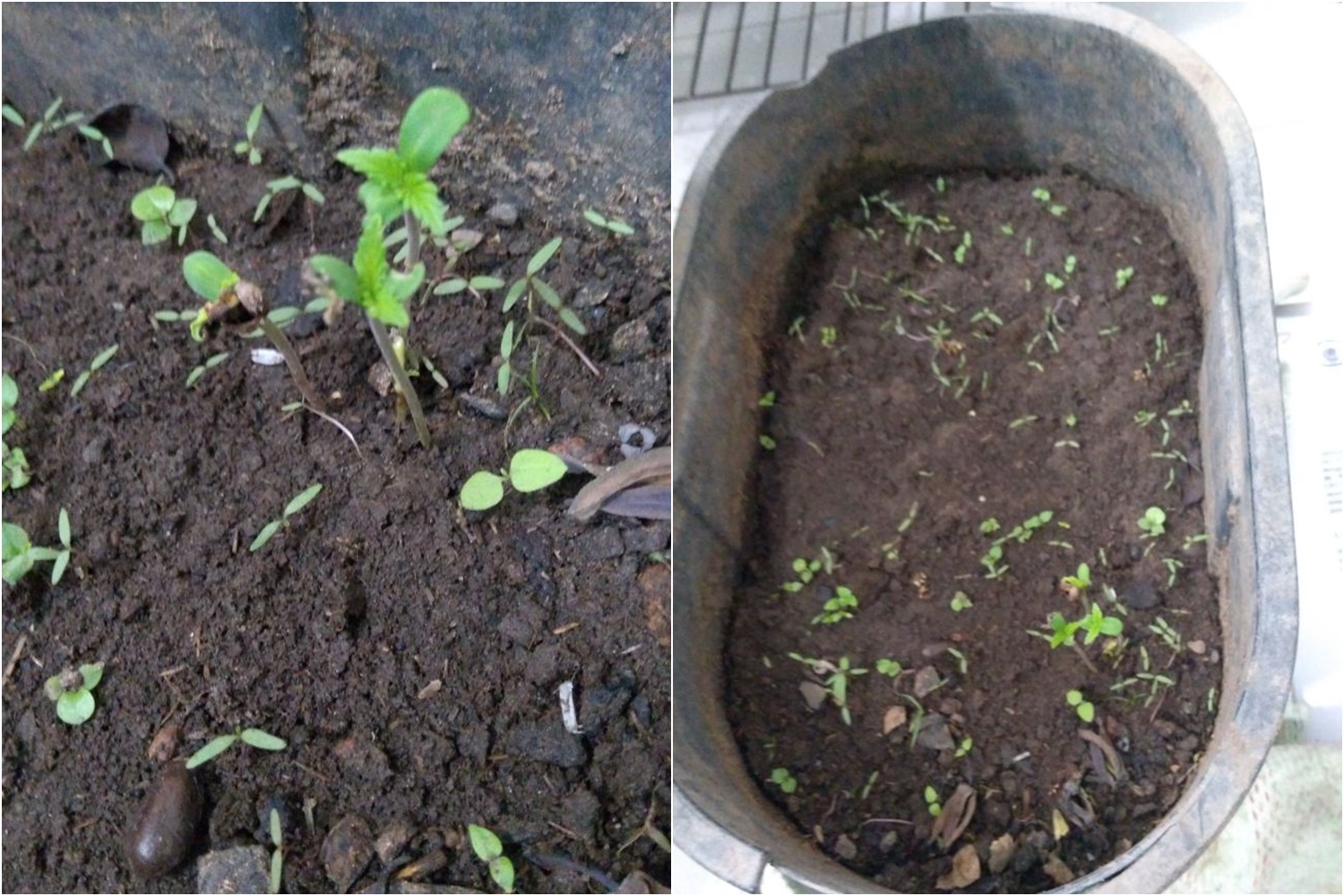 Mudas de maconha