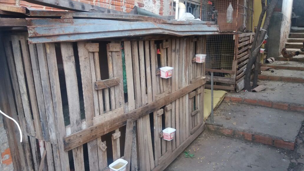 Rinha de galo na Vila Bandeirante II