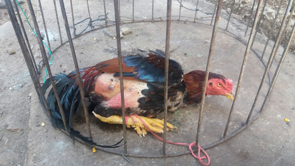 Um dos galos apreendidos