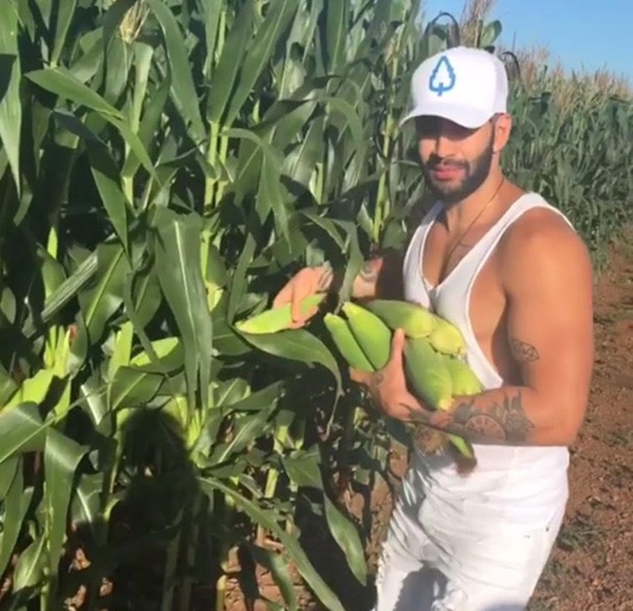 Cantor Gusttavo Lima roubando milho na estrada 