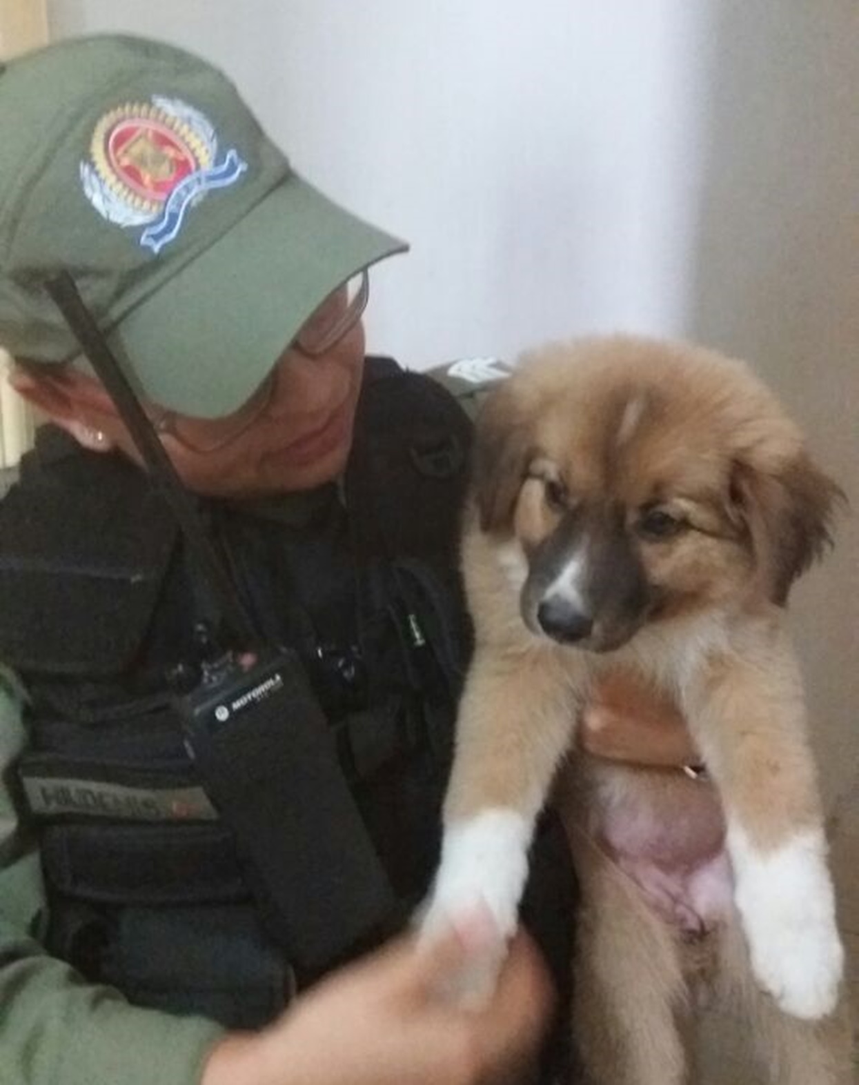Filhote de cachorro recuperado pela Polícia Militar em Floriano
