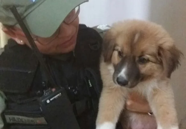 Filhote de cachorro recuperado pela Polícia Militar em Floriano
