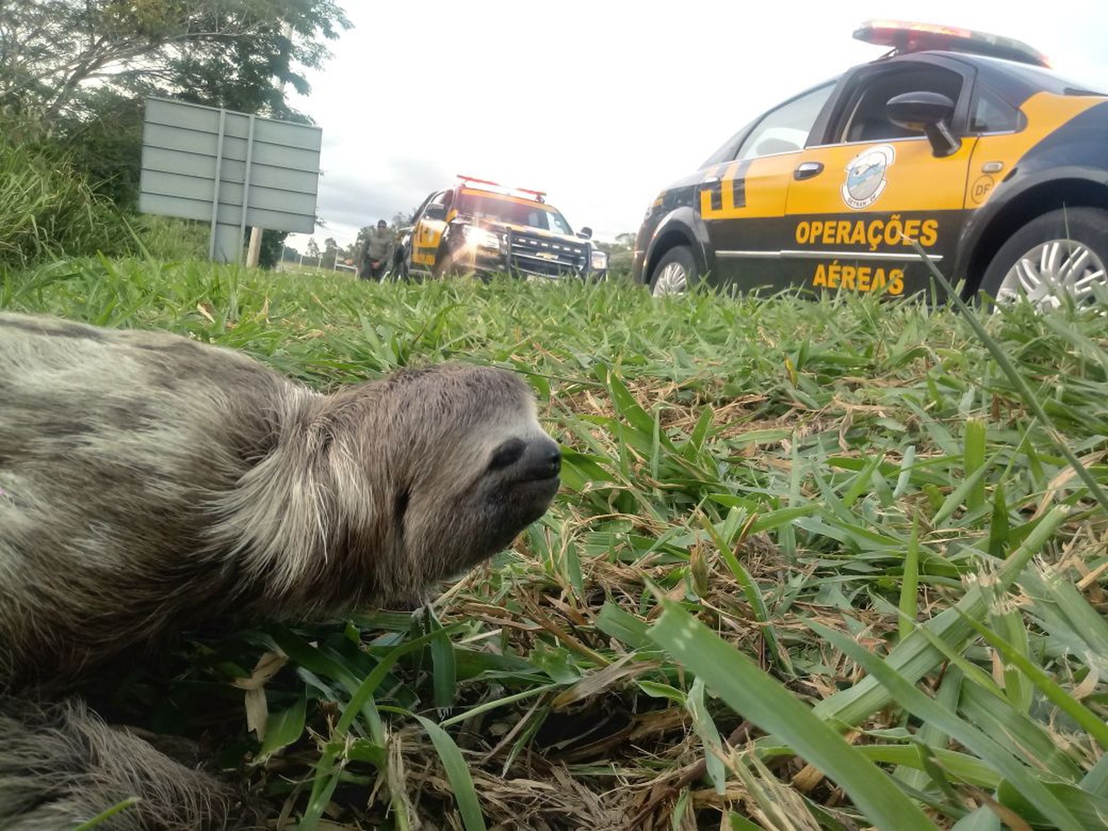Bicho-preguiça tenta atravessas pista e causa congestionamento no Distrito Federal