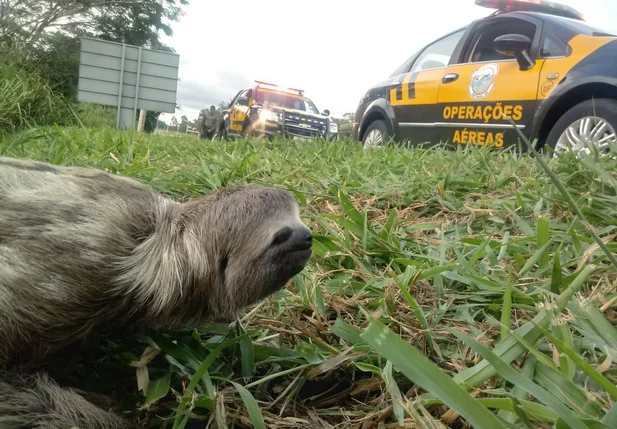 Bicho-preguiça tenta atravessas pista e causa congestionamento no Distrito Federal