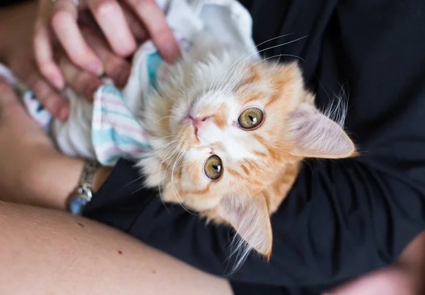 Lucy Schultz  simula nascimento de gato em ensaio fotográfico