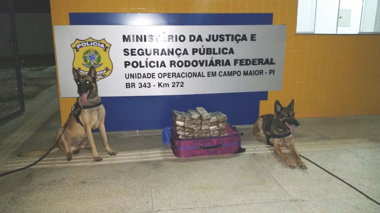 Cães farejadores da PRF foram utilizados para encontrar as drogas