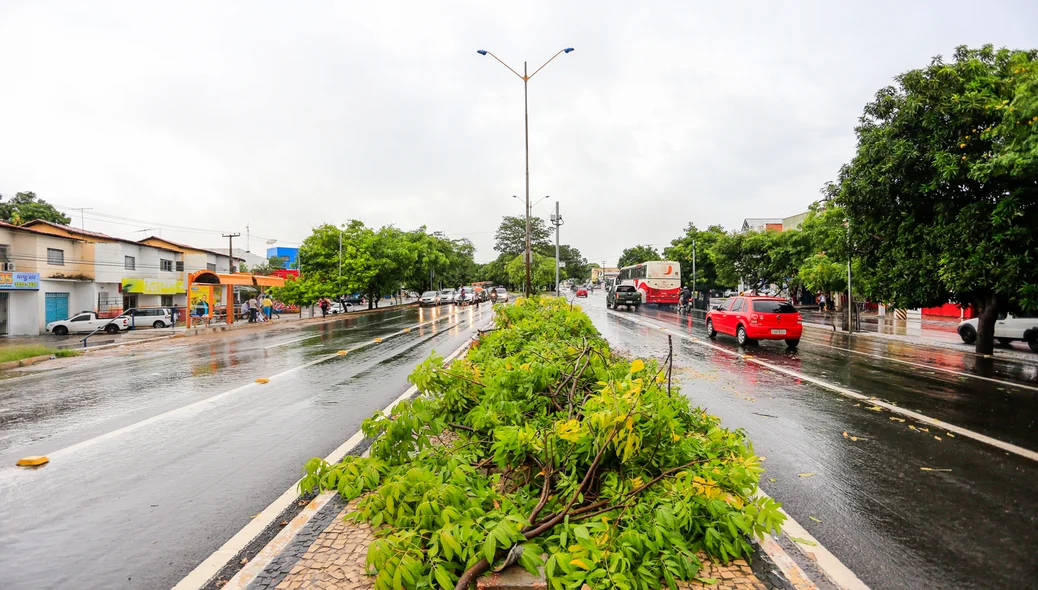 Árvore caiu sobre a Avenida João XXIII, mas foi retirada em seguida