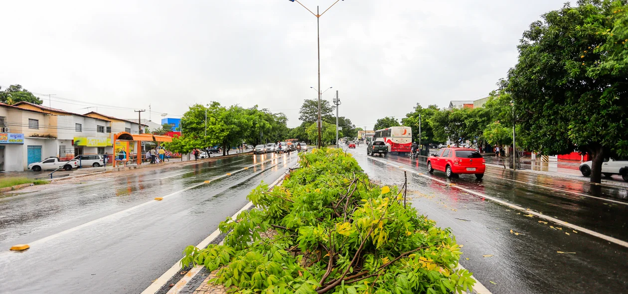 Árvore caiu sobre a Avenida João XXIII, mas foi retirada em seguida