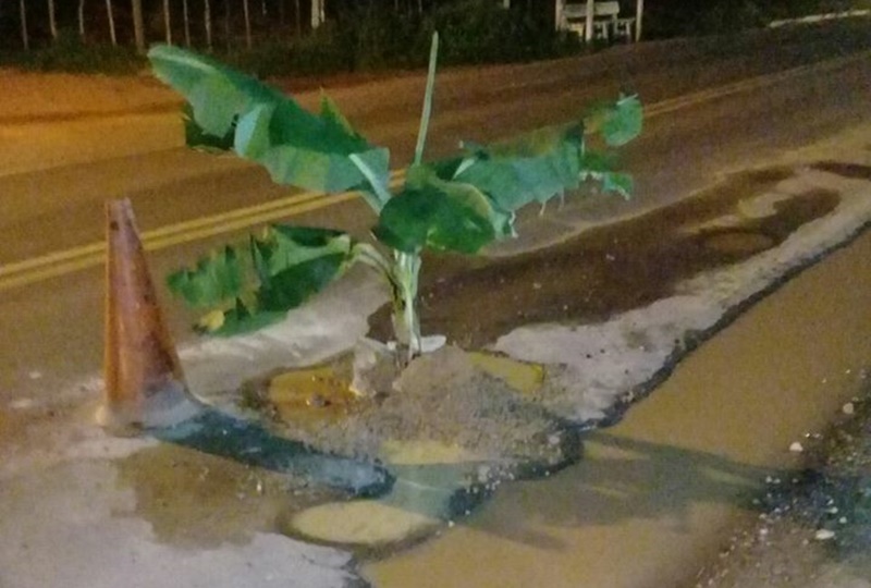 Bananeira plantada em buraco na BR 343