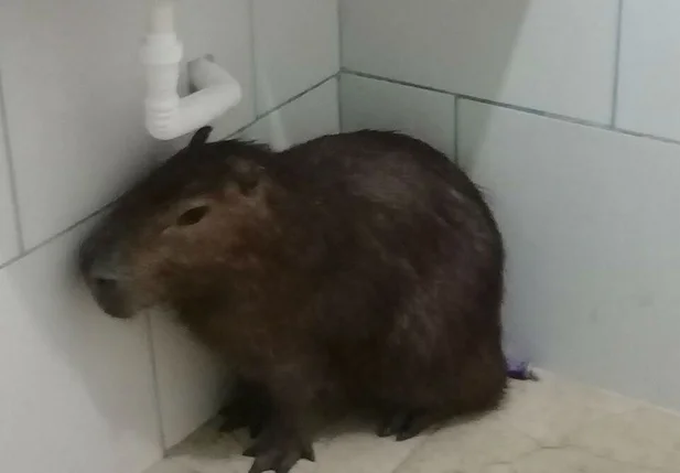 A capivara invadiu a residência, pulou na cama e se escondeu no banheiro