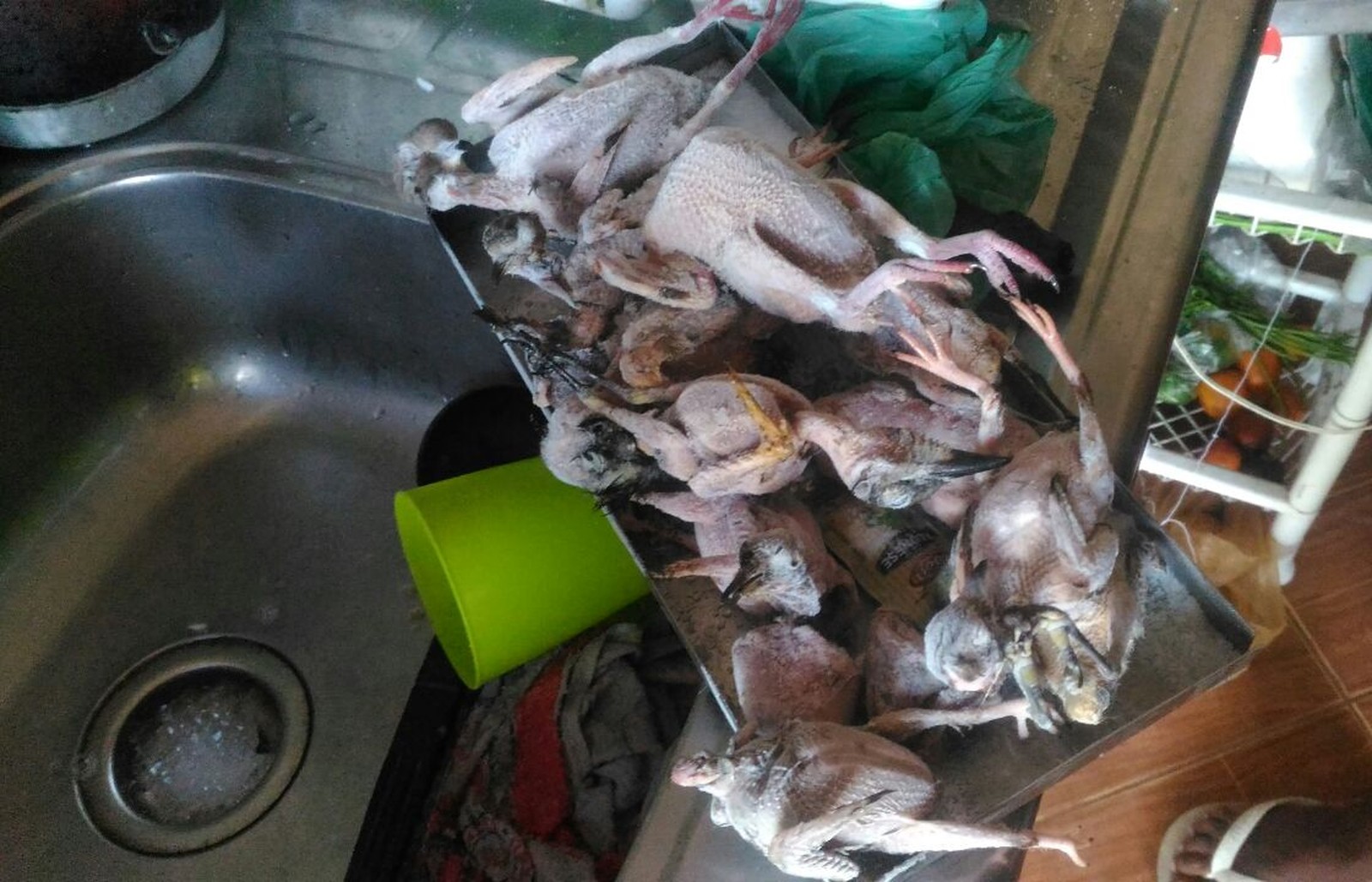 Aves apreendidas pela Polícia Militar Ambiental em São Paulo