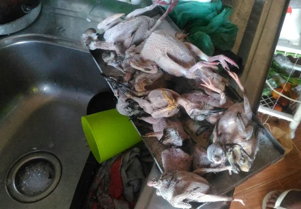 Aves apreendidas pela Polícia Militar Ambiental em São Paulo