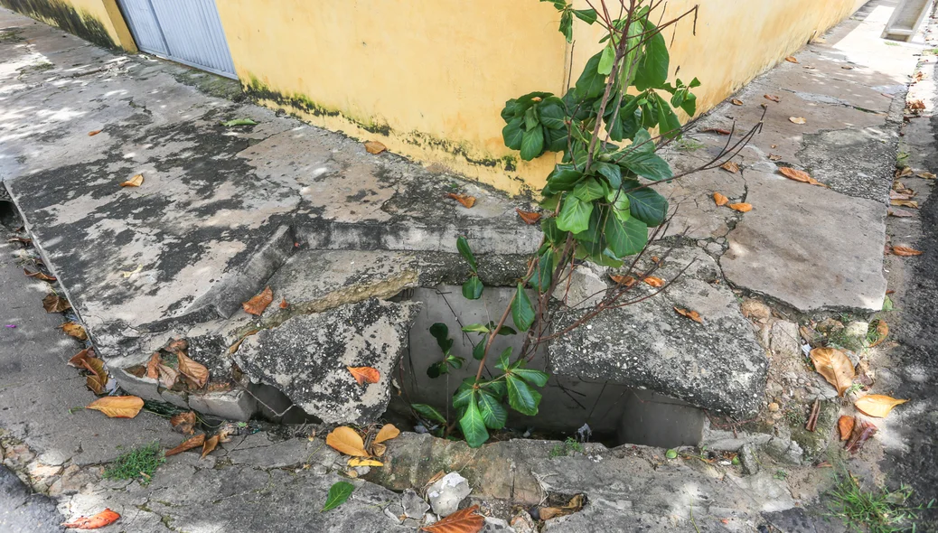 Árvore dentro da galeria sem proteção