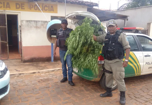 Polícia Militar apreendeu pés de maconha em São Braz do Piauí