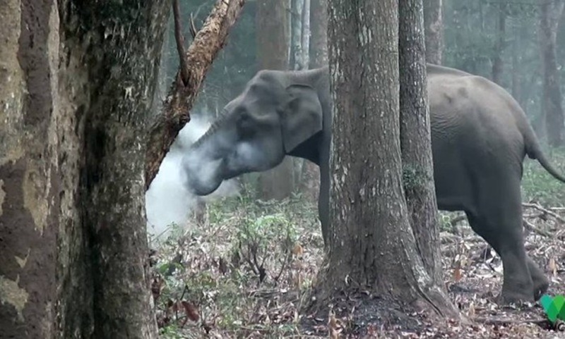 Elefante foi flagrado fumando por pesquisadores
