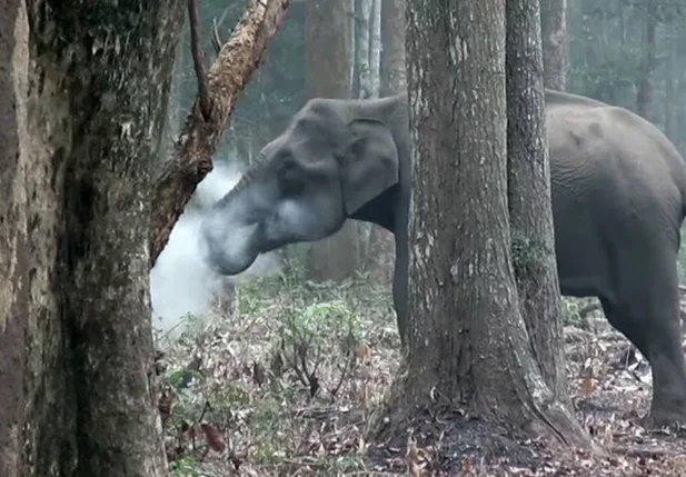 Elefante foi flagrado fumando por pesquisadores