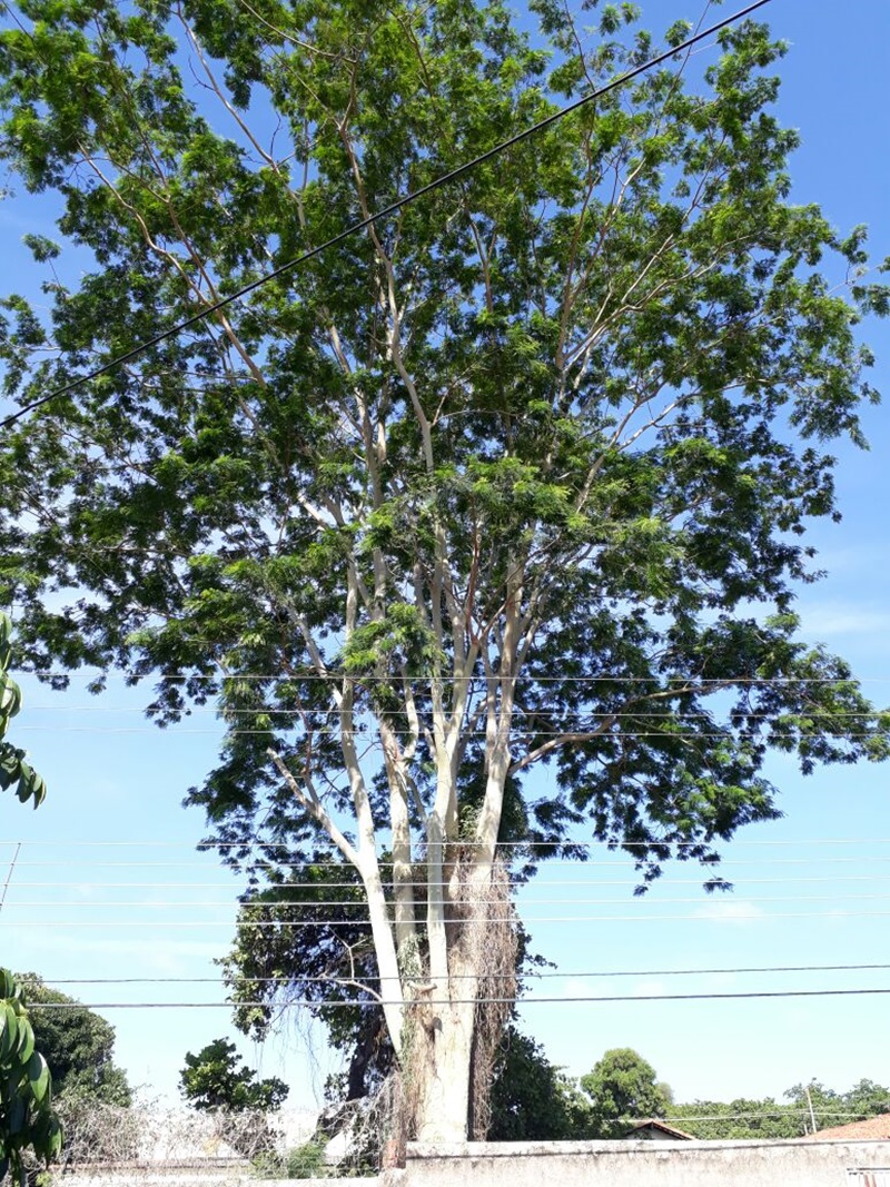 Árvore no Colégio Estadual Duque de Caxias