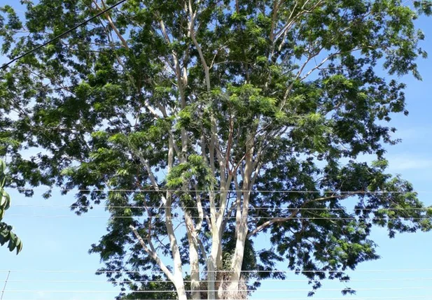 Árvore no Colégio Estadual Duque de Caxias