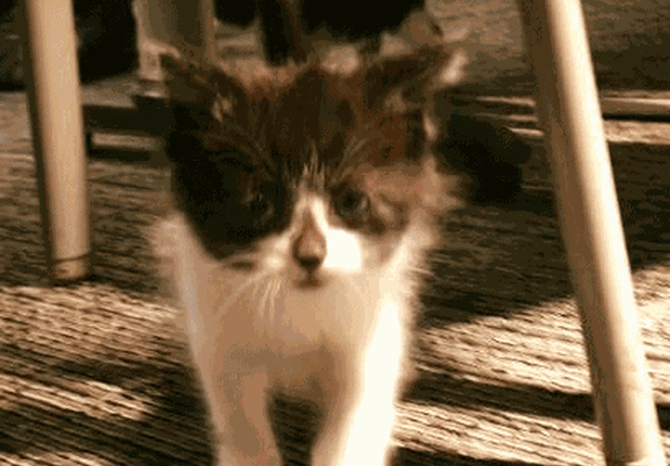 Felino adotado pela Polícia dos Estados Unidos