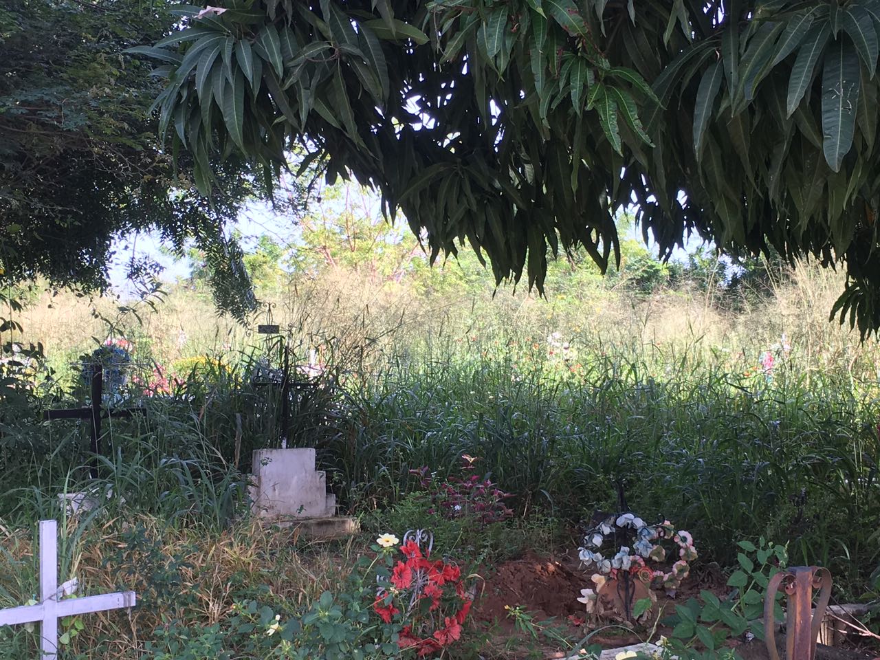Mato cresce por cima das sepulturas e causa transtornos 