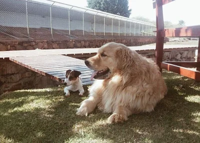 Picoly e Thor, cachorros do casal Temer