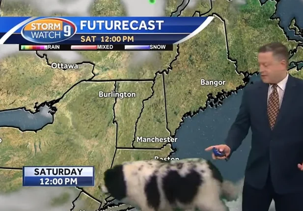 Cachorrinha invade canal de tv nos EUA