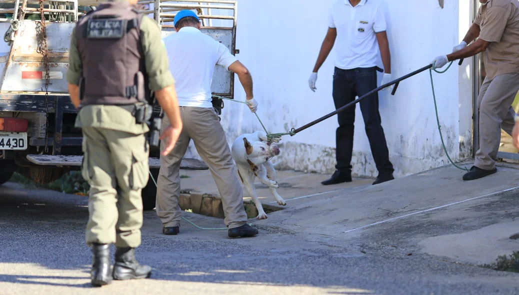 Cachorro é retirado da casa