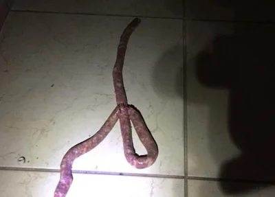 Linguiça encontrada em residência de Minas Gerais