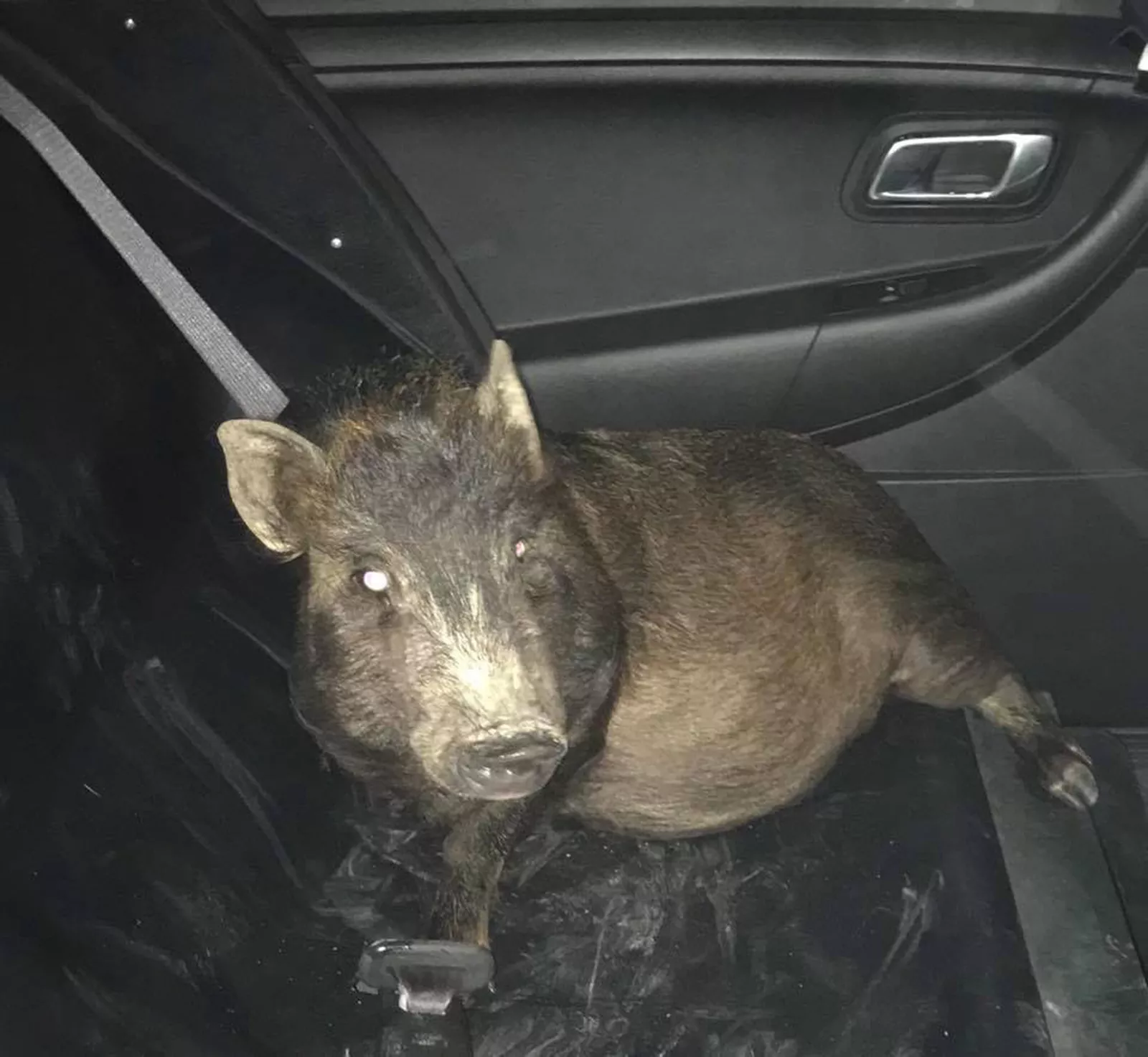Porco apreendido nos Estados Unidos