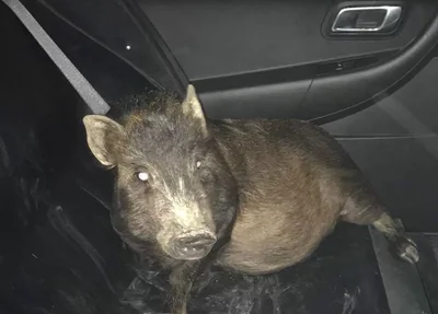 Porco apreendido nos Estados Unidos