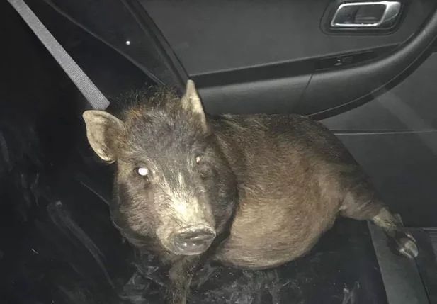 Porco apreendido nos Estados Unidos