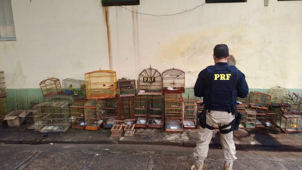 PRF apreende 35 animais silvestres em Buriti dos Lopes