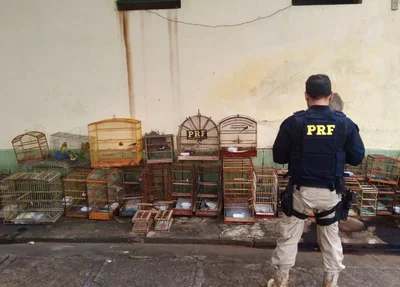 PRF apreende 35 animais silvestres em Buriti dos Lopes