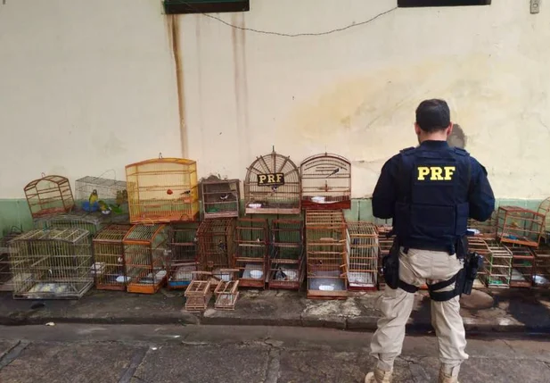PRF apreende 35 animais silvestres em Buriti dos Lopes