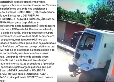 Posicionamento da APIPA sobre o atropelamento do cachorro