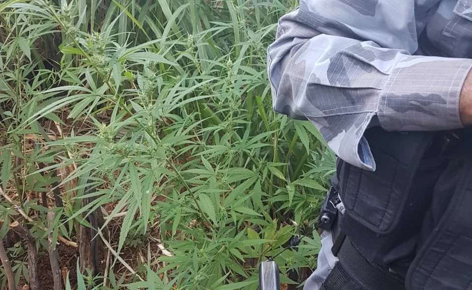 A ação foi uma parceria da Fora Tática de Paulistana com o GPM de Queimada Nova