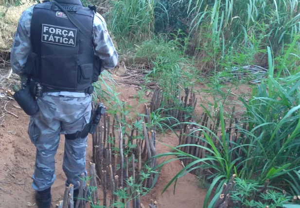 Policiais encontram plantação de maconha em Queimada Nova