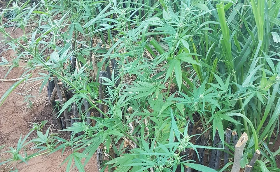 Ao todo foram encontrados 20 pés de maconha