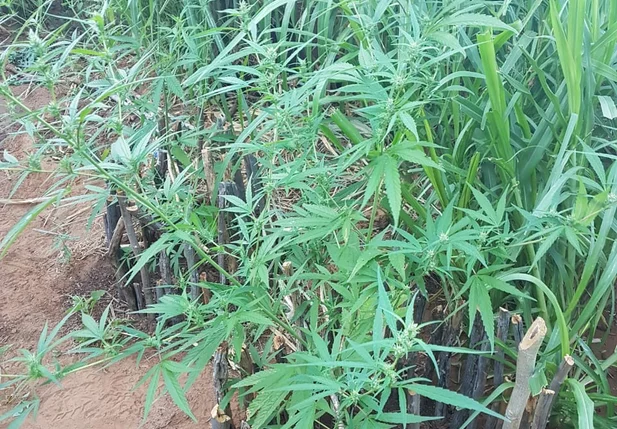 Ao todo foram encontrados 20 pés de maconha