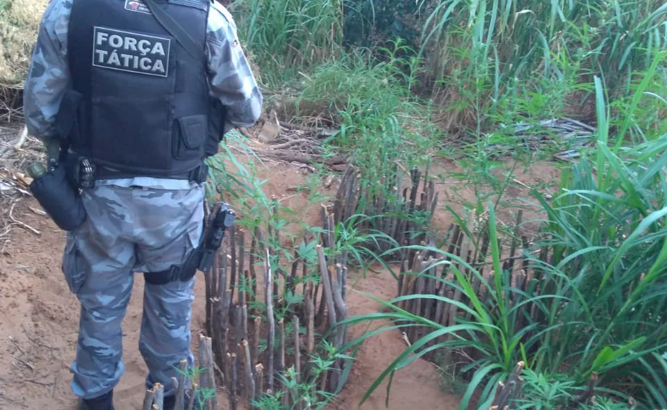 Força Tática encontra plantação de maconha em Queimada Nova