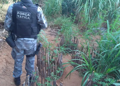 Força Tática encontra plantação de maconha em Queimada Nova