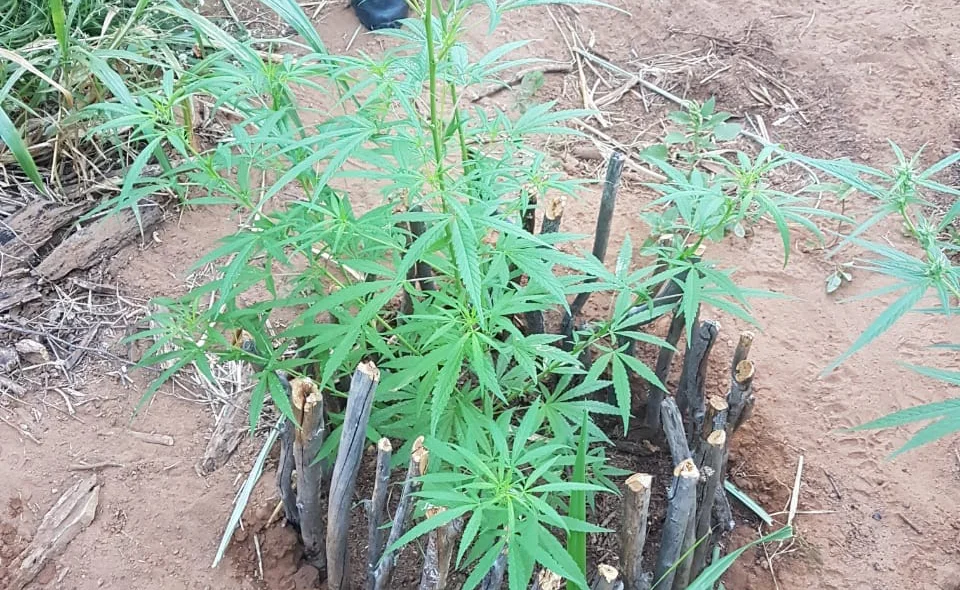 Policiais erradicam plantação de maconha