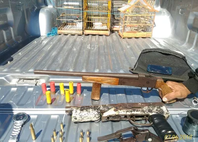 Homem é preso com armas e pássaros silvestres