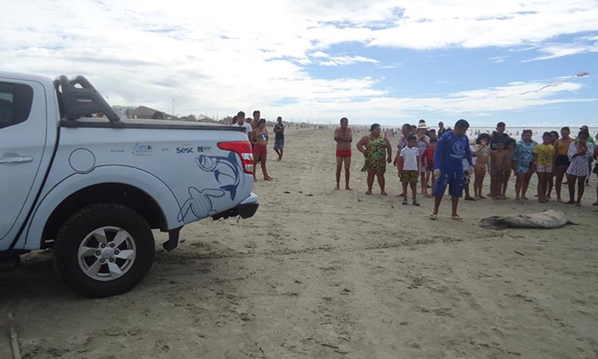 Peixe-boi-marinho é encontrado morto na Praia de Atalaia