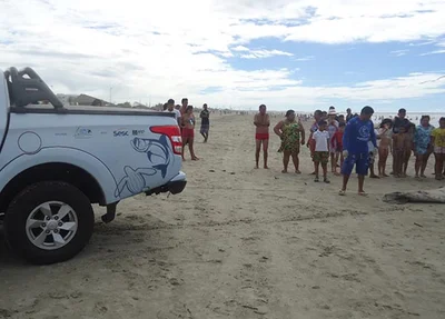 Peixe-boi-marinho é encontrado morto na Praia de Atalaia