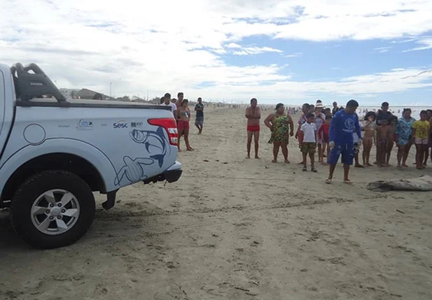 Peixe-boi-marinho é encontrado morto na Praia de Atalaia