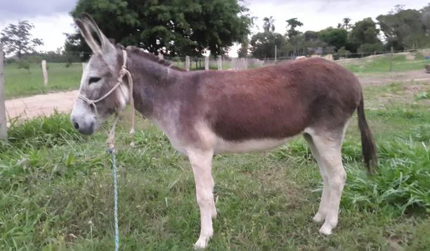 Jumenta