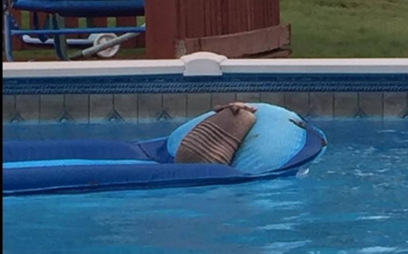 Tatu invade piscina de casa nos Estados Unidos